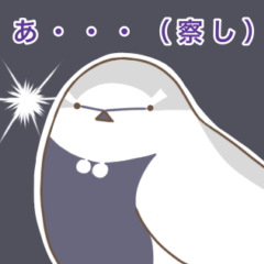 ハクセキレイのハクさん