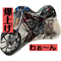 Ayumi_20211111175514