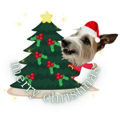 ラッシーのクリスマス&お正月☆