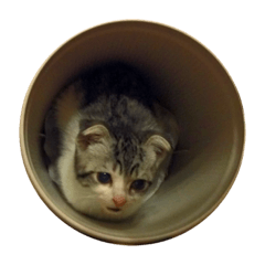 hikari_20211112052509