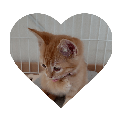 cat  honey