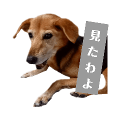 hana_20211111231606