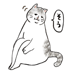 dairy reply SABASHIRO CAT