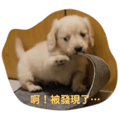 臘腸狗特輯