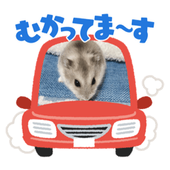 alice_20211113073713