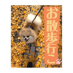 PONSUKE training