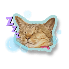 saya_20211113025006