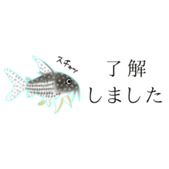 aquarium fish thin Sticker