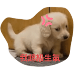 臘腸狗特輯2