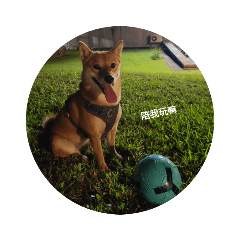 柴犬樂福的日常生活