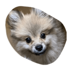 Pomeranian Maru stickers no lines
