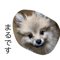 Pomeranian Maru stickers