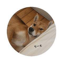 Shiba Luv's Life