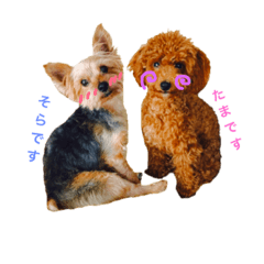 Yorkshire terrier sora poodle tama2