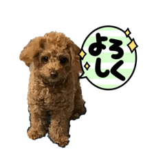 SUZU_20211113202445