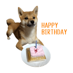 cherry_20211113205745