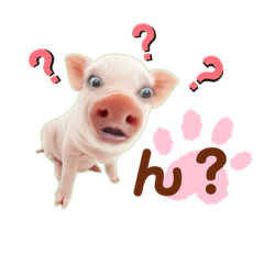 Pig_20211113231847