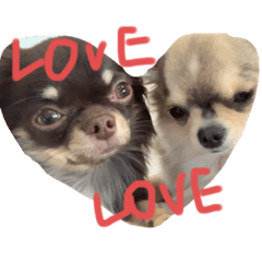 chihuahuamix
