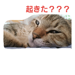 The name of the cat is omochi