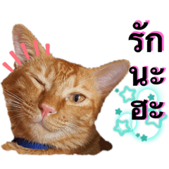 Thong-ek Cat E2