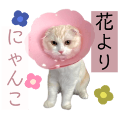 orange_20211114120224