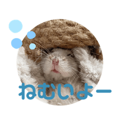omochi_20211114092055