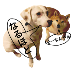 柴犬と白い雑種犬-6