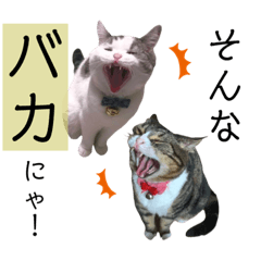 orange_20211114121301