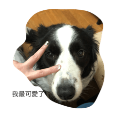 邊境牧羊犬米恩表情