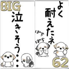 【Big】シーズー 62『内緒で送ろう』