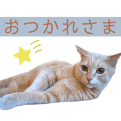 orange_20211114171106