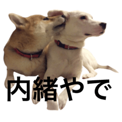 柴犬と白い雑種犬-7