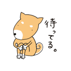 Shibainu HACHI