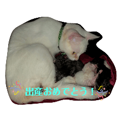 わんぱく子猫①