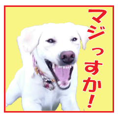 Labrador Retriever ICHIGO-chan