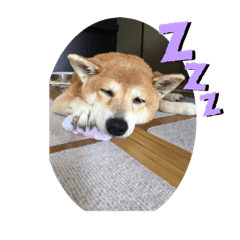 shiba8787