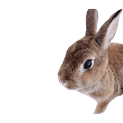 rabbit-coco