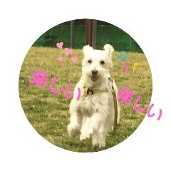 cherry_20211115002041