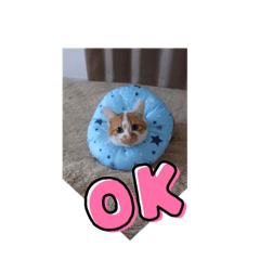 cha cha_20211115073122