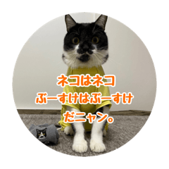 Kenshin_20211115123022