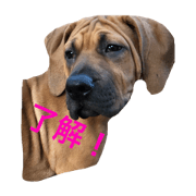 tosainu.puppy.