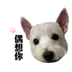  Westie x 嘟仔 Dudu - 1.0