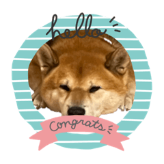 可愛い柴犬です