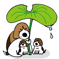 Beagle dog GAKU,COCO,IKURA2