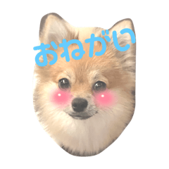 seira_20211115214733