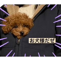 sora as a dog1