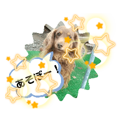 nyan-nyan1115