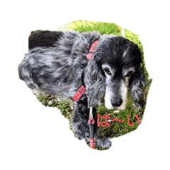 Alice_20211115204541