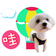 球寶的日常用語篇