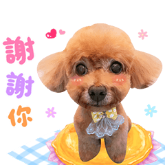 愛吃肉肉的Cash
